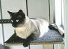 Siamese_Feline_Pain_Relief